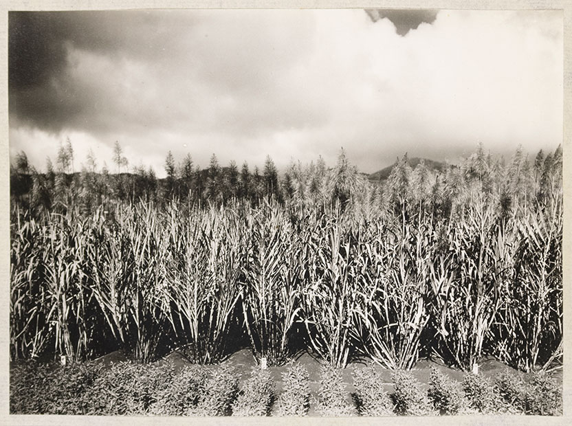 David Shepherd North Collection now available online 